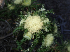 Banksia kippistiana