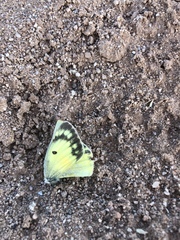 Colias eurytheme