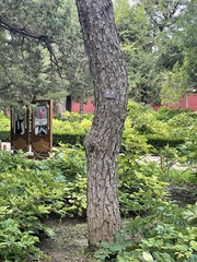 Pinus tabuliformis