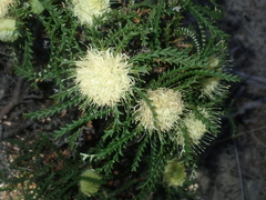 Banksia kippistiana