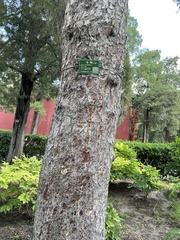 Pinus tabuliformis