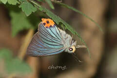 Choaspes hemixanthus