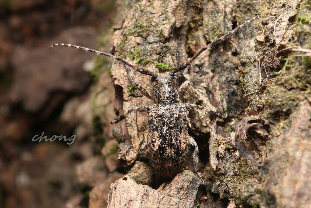 Mesosa hyunchaei