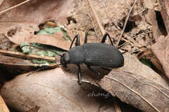 Plesiophthalmus davidis