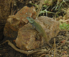 Acanthocercus atricollis
