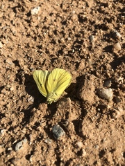 Colias eurytheme