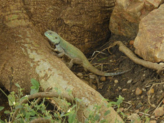 Acanthocercus atricollis