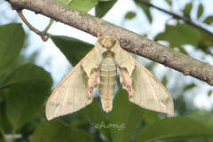 Callambulyx tatarinovii