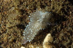Antiopella cristata