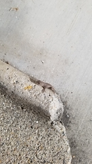 Sceloporus occidentalis