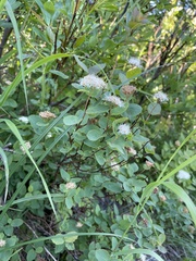 Spiraea stevenii