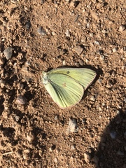 Colias eurytheme