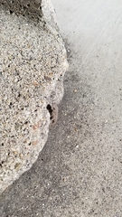 Sceloporus occidentalis