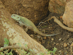 Acanthocercus atricollis