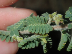 Acacia pulchella
