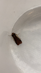 Ochropleura
