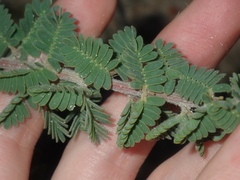 Acacia pulchella