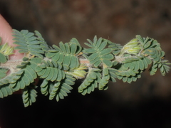 Acacia pulchella