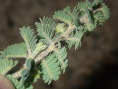 Acacia pulchella