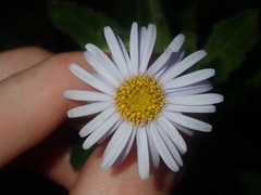 Olearia rudis