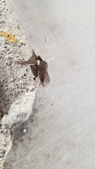 Sceloporus occidentalis