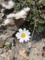 Leucanthemopsis