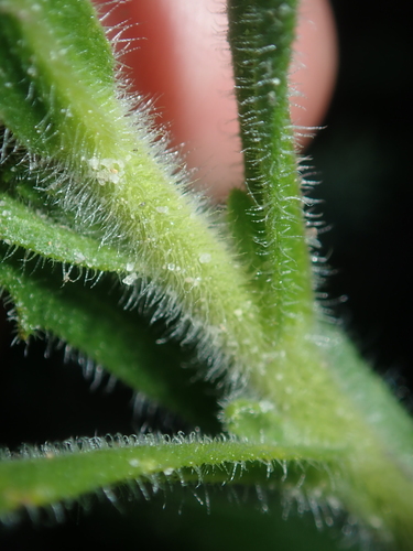 Image of Olearia rudis by (c) Thomas Mesaglio, some rights reserved (CC BY)