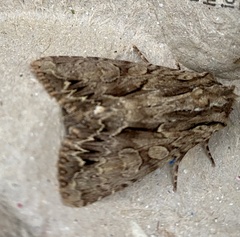 Apamea monoglypha