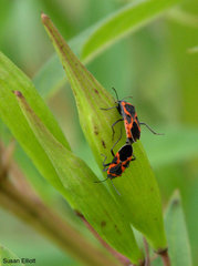 Lygaeus kalmii angustomarginatus