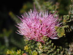 Melaleuca scitula