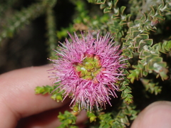 Melaleuca scitula