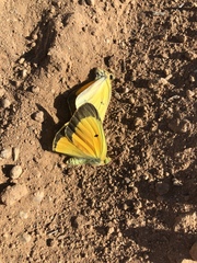 Colias eurytheme