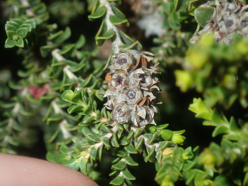 Image of Melaleuca scitula by (c) Thomas Mesaglio, some rights reserved (CC BY)