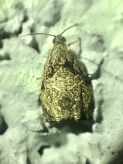Sycacantha