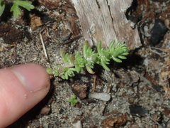 Crassula colorata