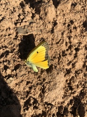 Colias eurytheme