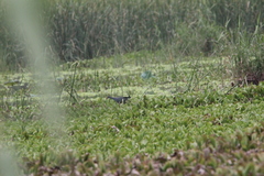 Porphyrio poliocephalus