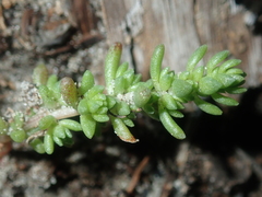 Crassula colorata