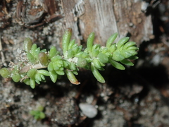 Crassula colorata