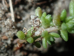 Crassula colorata
