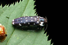 Coraebus leucospilotus