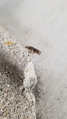 Sceloporus occidentalis