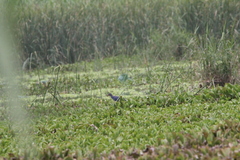 Porphyrio poliocephalus