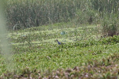 Porphyrio poliocephalus