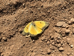 Colias eurytheme