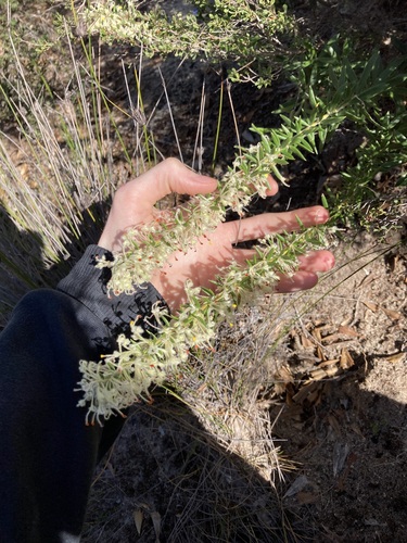 Image of Grevillea uncinulata by (c) Thomas Mesaglio, some rights reserved (CC BY)