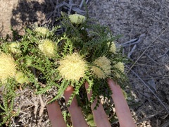 Banksia kippistiana