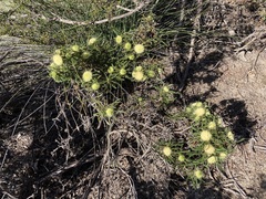 Banksia kippistiana