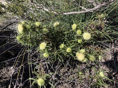 Banksia kippistiana