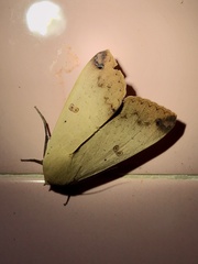 Ophiusa disjungens